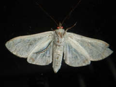 Aphytoceros lucusalis