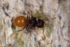 Meranoplus hirsutus
