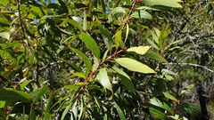 Angophora crassifolia