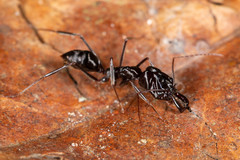 Odontomachus ruficeps