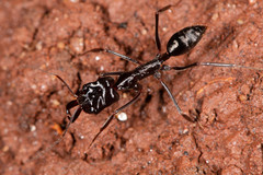 Odontomachus ruficeps