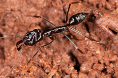 Odontomachus ruficeps