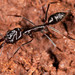 Ruficeps-group Trap-jaw Ants - Photo (c) Mark Ayers, some rights reserved (CC BY-NC), uploaded by Mark Ayers