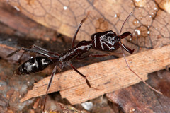Odontomachus ruficeps