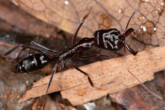 Odontomachus ruficeps