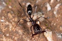 Odontomachus ruficeps