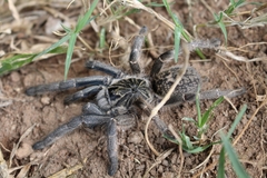 Ceratogyrus marshalli