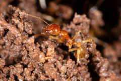 Aphaenogaster pythia