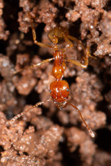 Aphaenogaster pythia