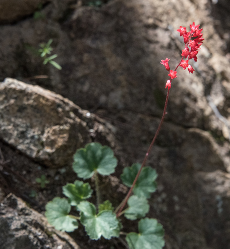 Heuchera sanguinea