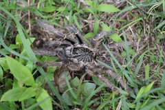 Ceratogyrus marshalli