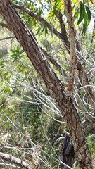 Angophora crassifolia