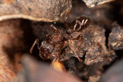 Rhytidoponera victoriae