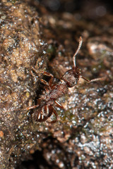 Rhytidoponera victoriae