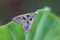 Mecyna asinalis