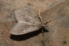 Mecyna asinalis