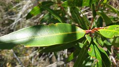 Angophora crassifolia