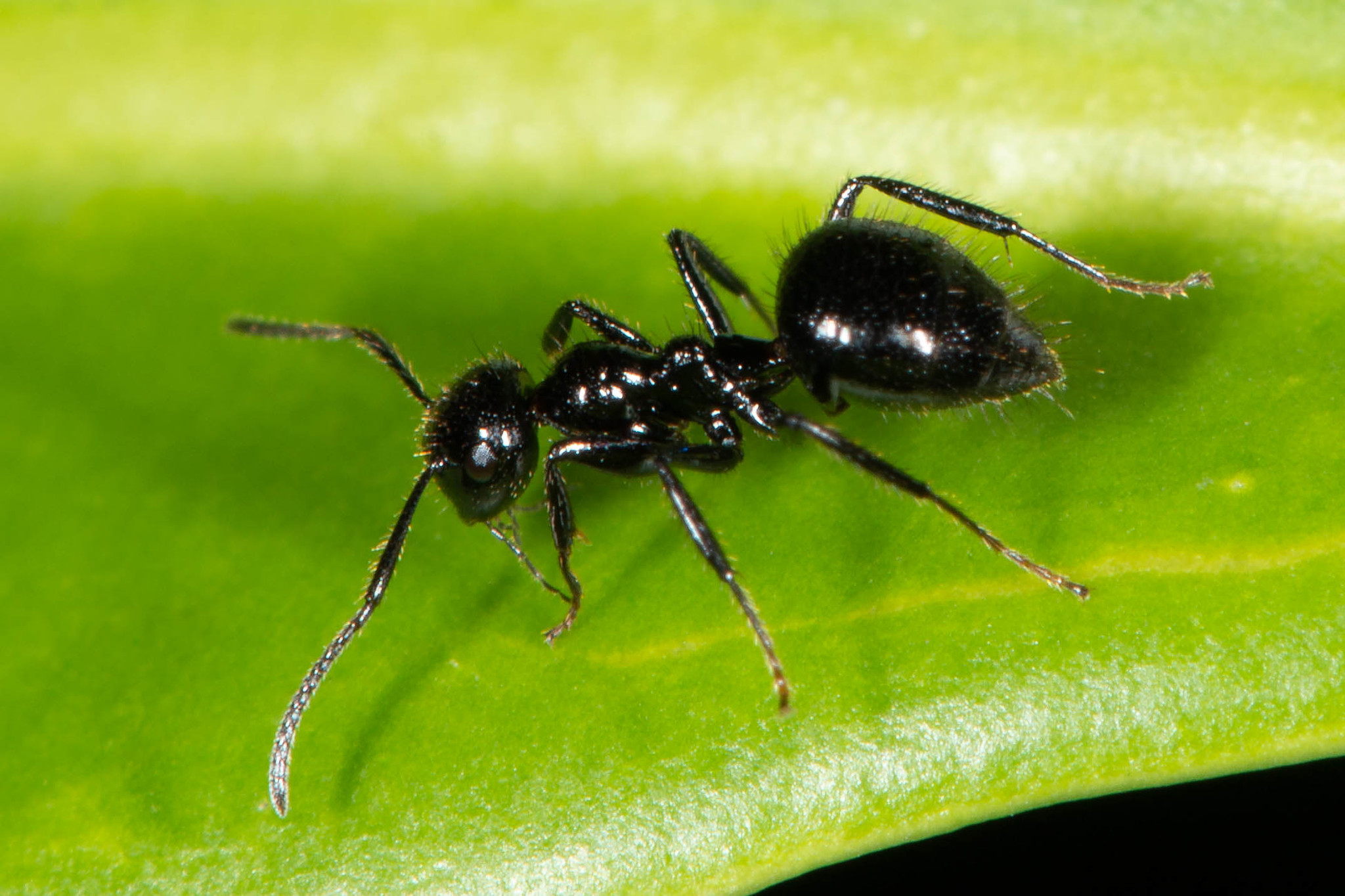 Colobopsis vitrea