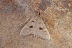 Mecyna asinalis