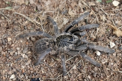 Ceratogyrus marshalli