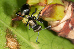 Polyrhachis cleopatra
