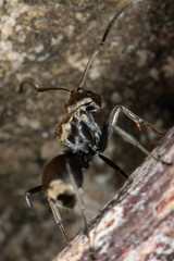 Polyrhachis foreli