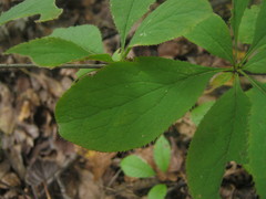 Berberis amurensis