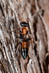 Opisthopsis picta