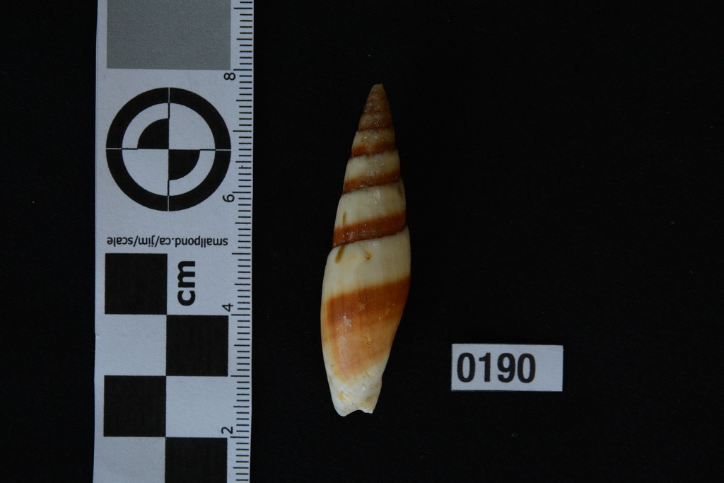 Episcomitra zonata
