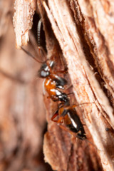 Opisthopsis picta
