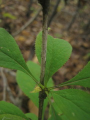 Berberis amurensis