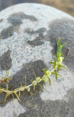 Callitriche hermaphroditica