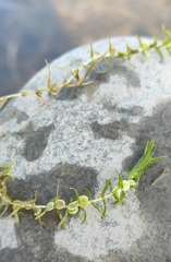 Callitriche hermaphroditica