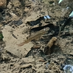 Aplocheilus lineatus