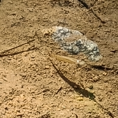 Aplocheilus