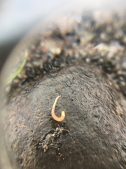 Annelida