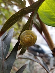 Cepaea nemoralis