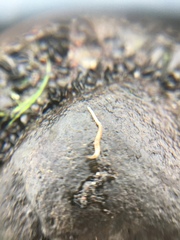 Annelida