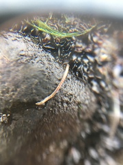 Annelida