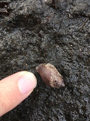 Gastropoda