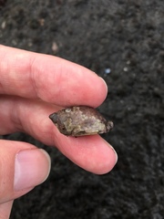 Gastropoda