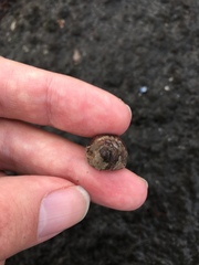 Gastropoda