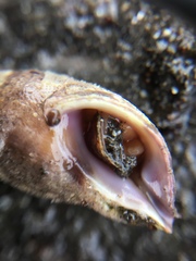 Gastropoda