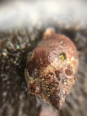 Gastropoda