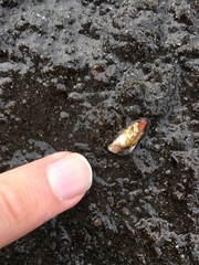 Hiatella arctica