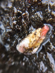 Hiatella arctica