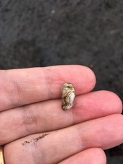 Hiatella arctica