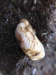 Hiatella arctica