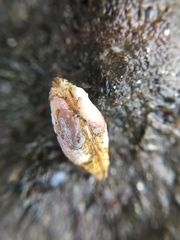 Hiatella arctica