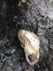 Hiatella arctica